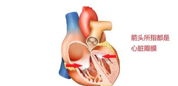 心脏瓣膜病如何鉴别诊断 心