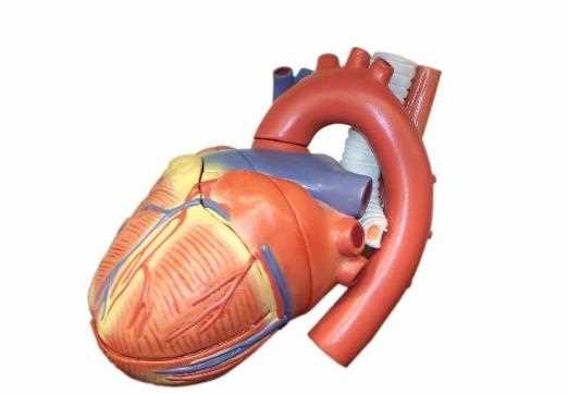 心脏瓣膜老化能修复吗 心脏